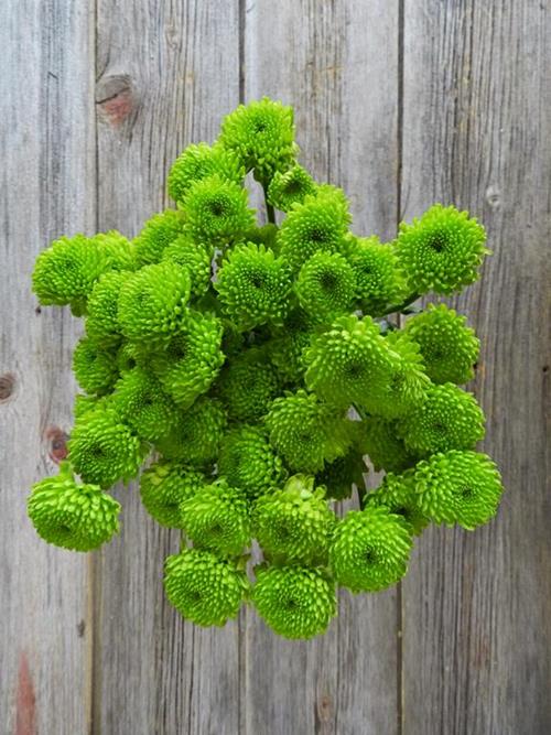 COUNTRY BUTTON GREEN POMPONS